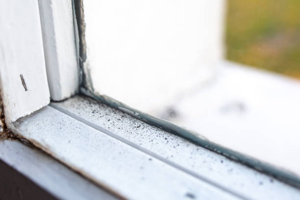 Best Environmental Consulting for Mold Prevention  in , HI