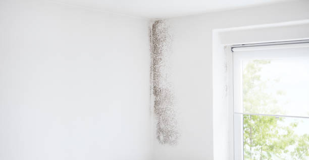 Best Mold Prevention Services  in , HI