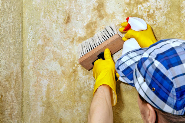 Best Basement Mold Removal  in , HI
