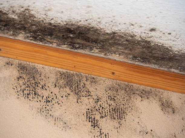 Best Forensic Mold Investigation  in , HI