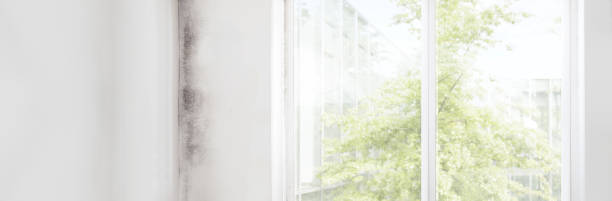 Best Industrial Mold Remediation  in , HI