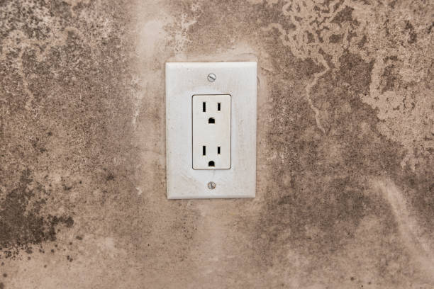 Best Mold Remediation for Vacation Homes  in , HI