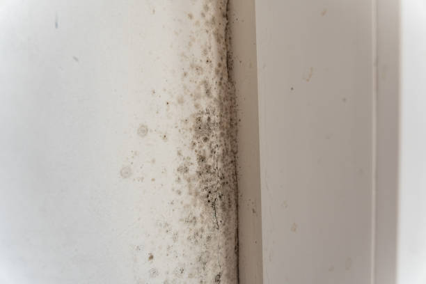 Best Commercial Mold Inspection  in , HI