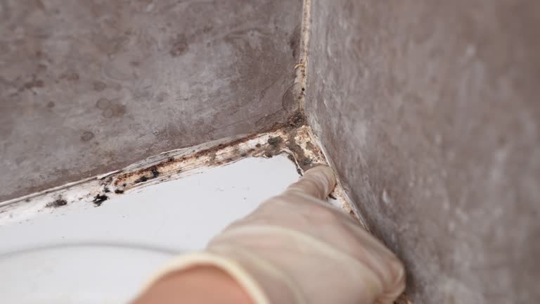 Best HVAC Mold Inspection and Cleaning  in , HI
