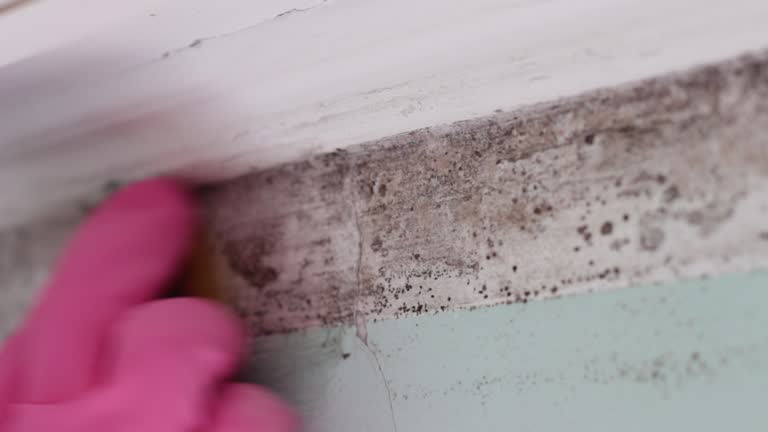 Best Real Estate Mold Inspection  in , HI